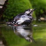 Woodpeckers